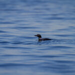 36选7开奖日惊喜揭晓,幸运号码花落谁家? j4ecy