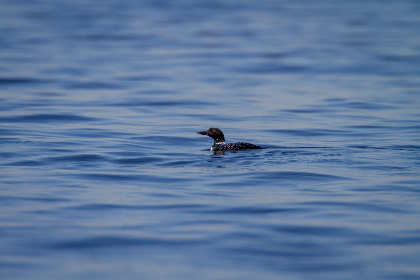36选7开奖日惊喜揭晓,幸运号码花落谁家? 36选7开奖日惊喜揭晓,幸运号码花落谁家?